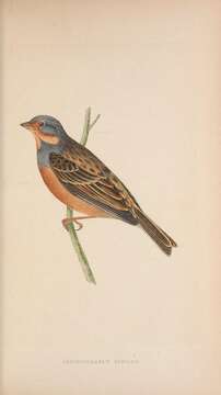 Image of Cretzschmar's Bunting