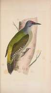 Image of Grey-faced Woodpecker
