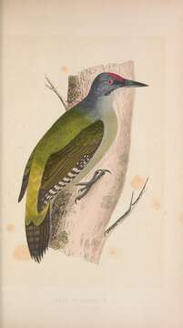 Image of Grey-faced Woodpecker