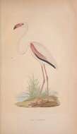 Imagem de Phoenicopterus roseus Pallas 1811