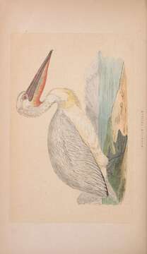 Image of Dalmatian Pelican