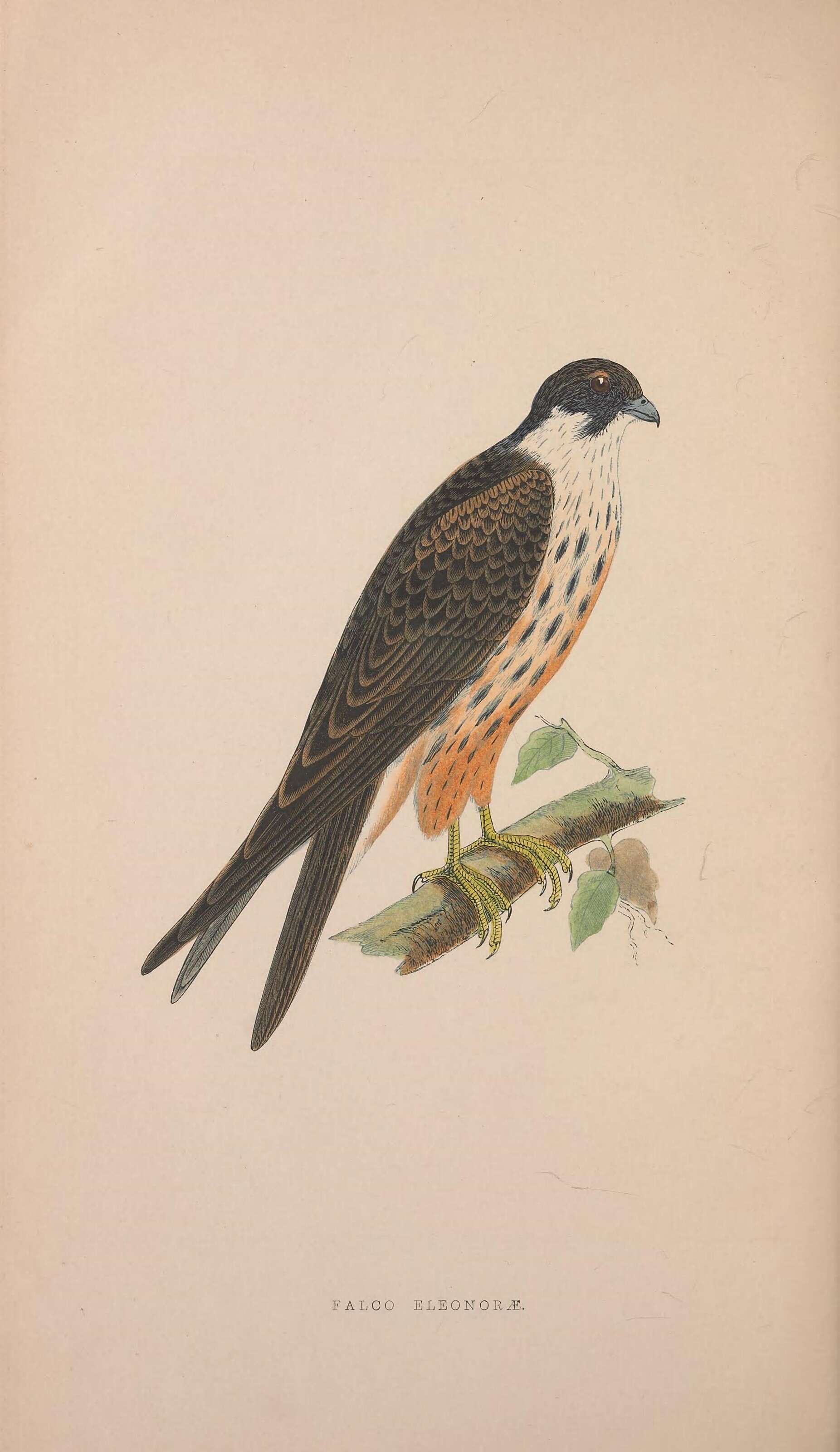 Image of Eleonora's Falcon