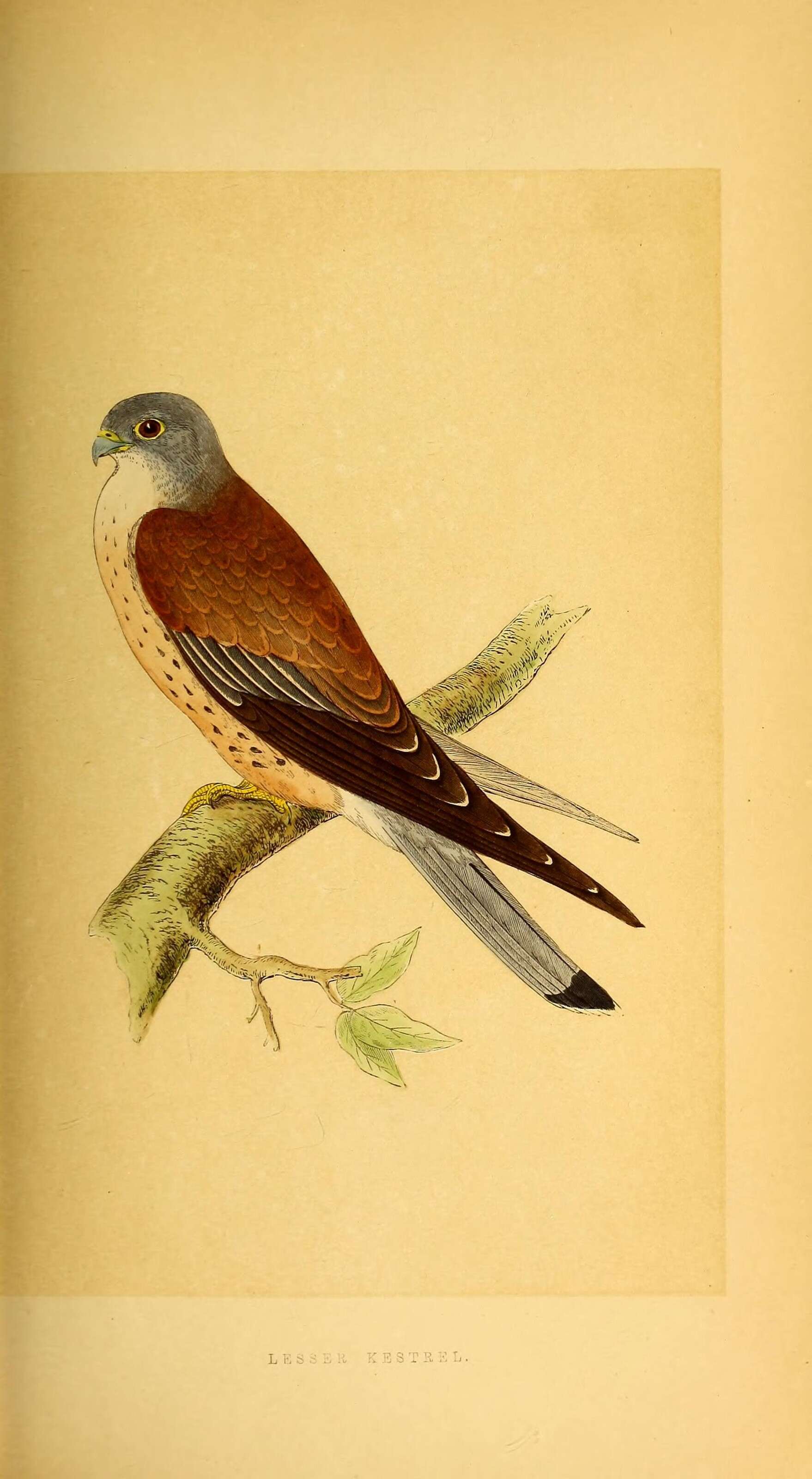 Image of Lesser Kestrel