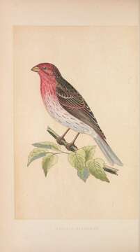 Image of Common Rosefinch