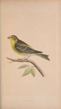 Image of serin, european serin