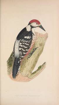 Image of White-backed Woodpecker