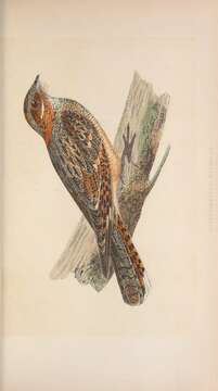 Image of Red-necked Nightjar