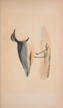 Image of Pluvianus Vieillot 1816