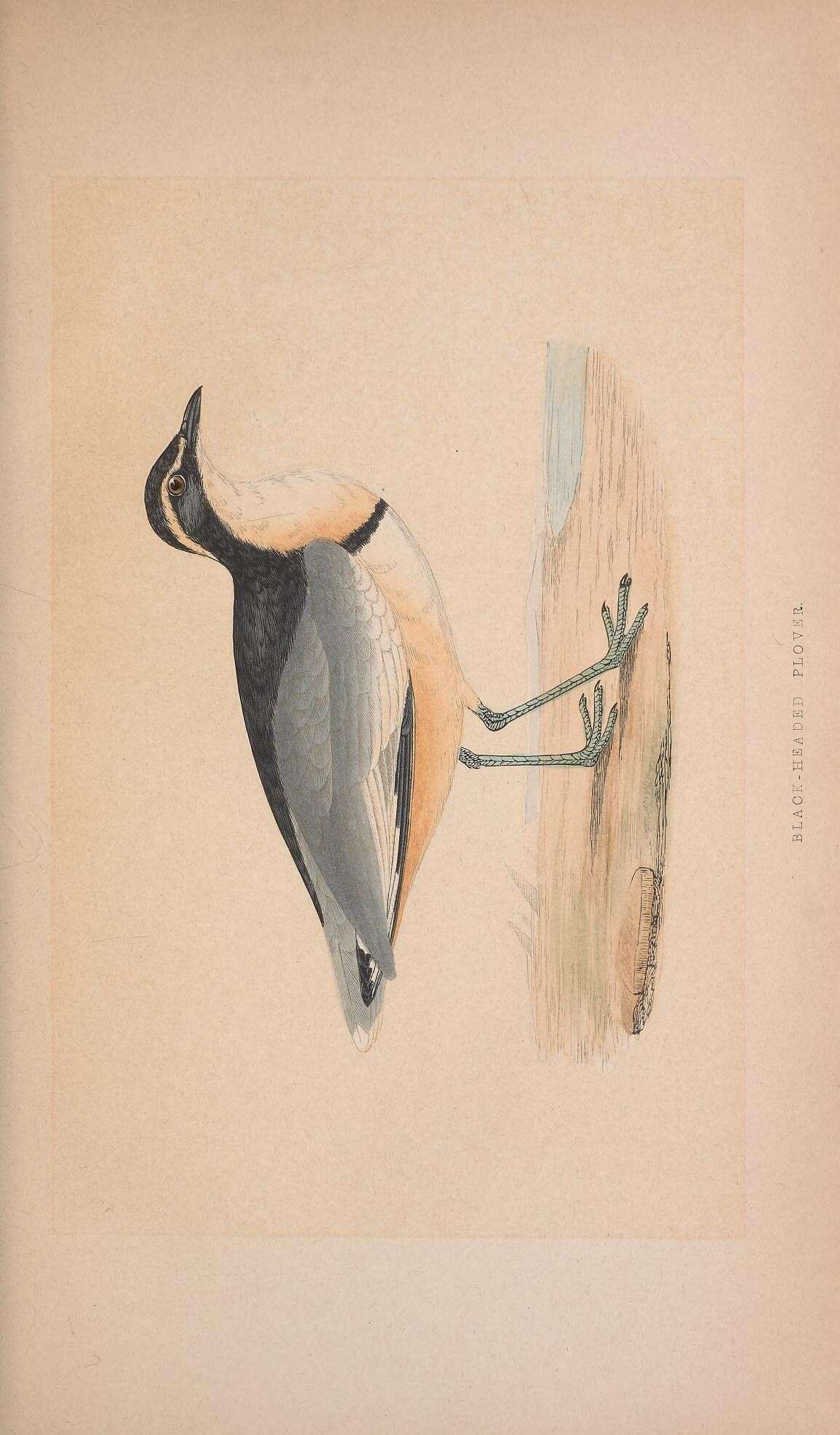 Image of Egyptian plovers