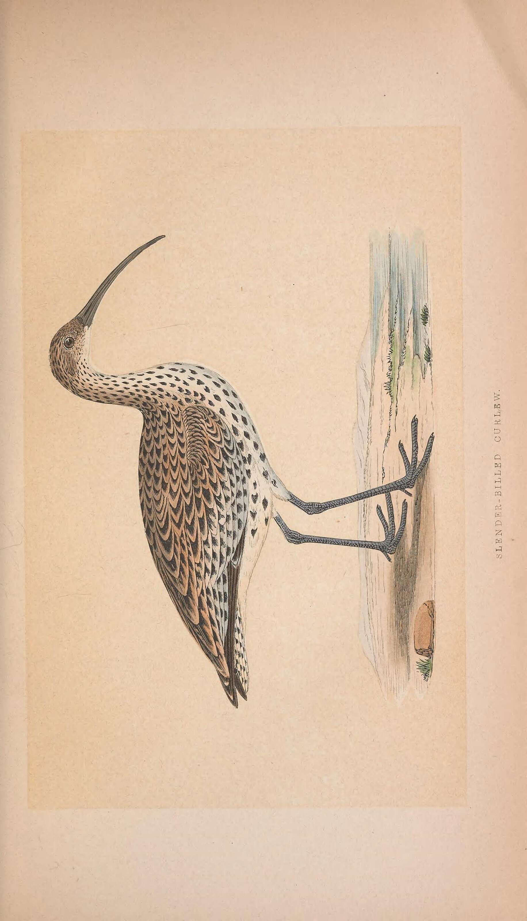 Image of Slender-billed Curlew