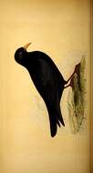 Image of Chough