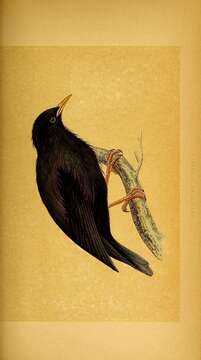 Imagem de Sturnus unicolor Temminck 1820