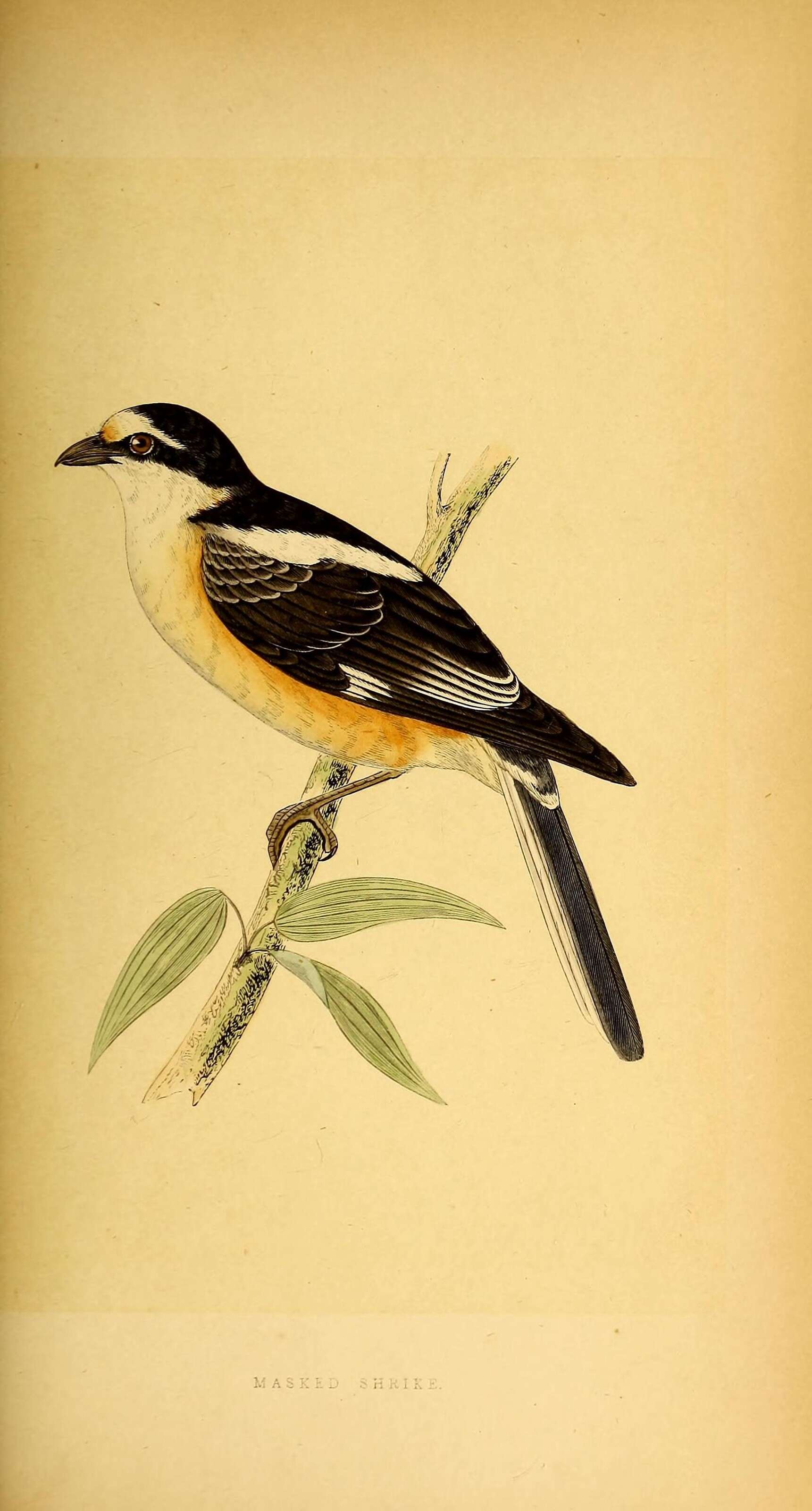 Image of Masked Shrike