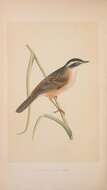 Image of Moustached Warbler