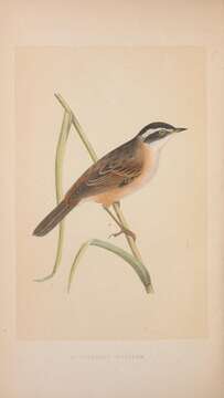 Image of Moustached Warbler