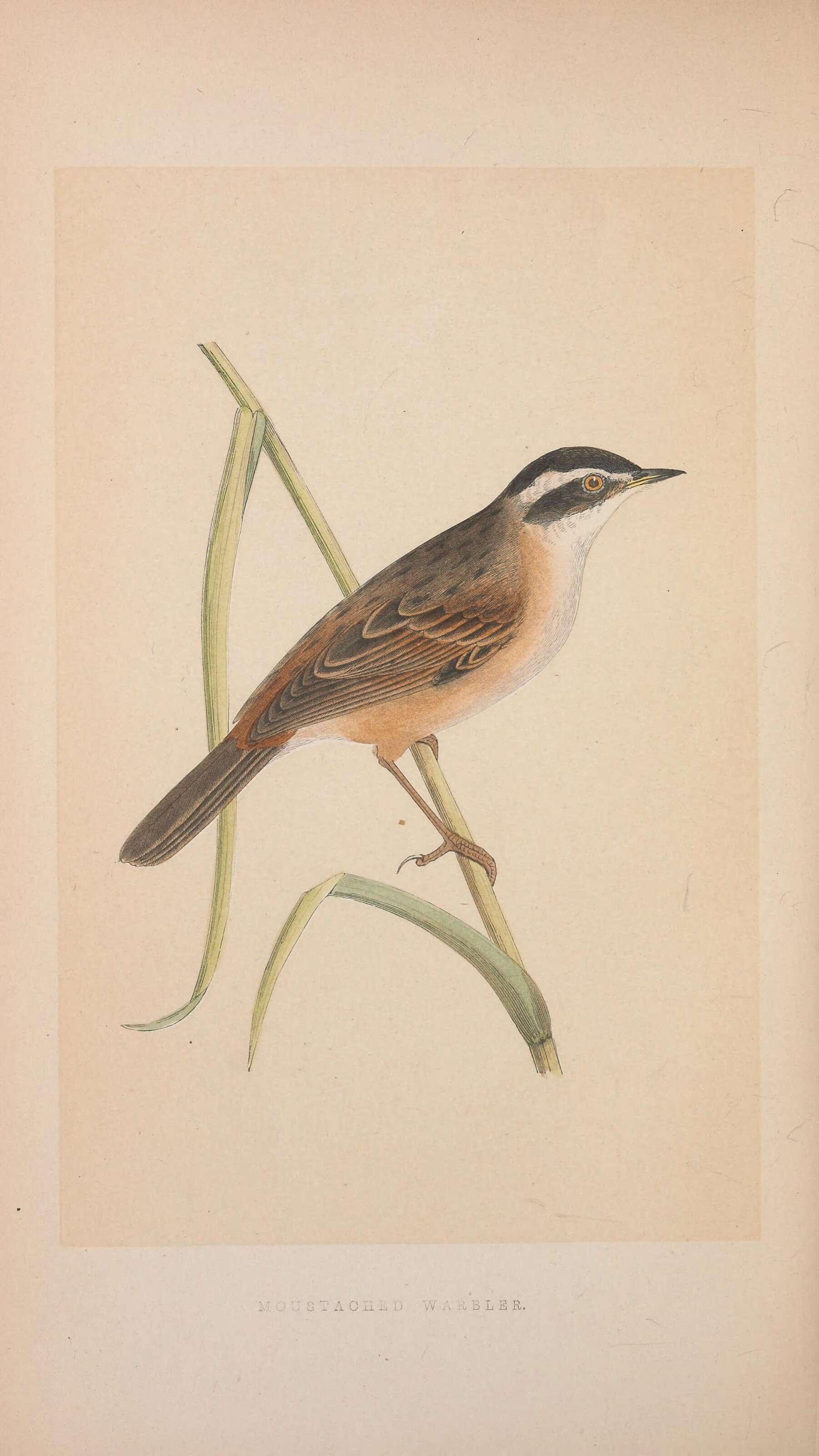 Image of Moustached Warbler