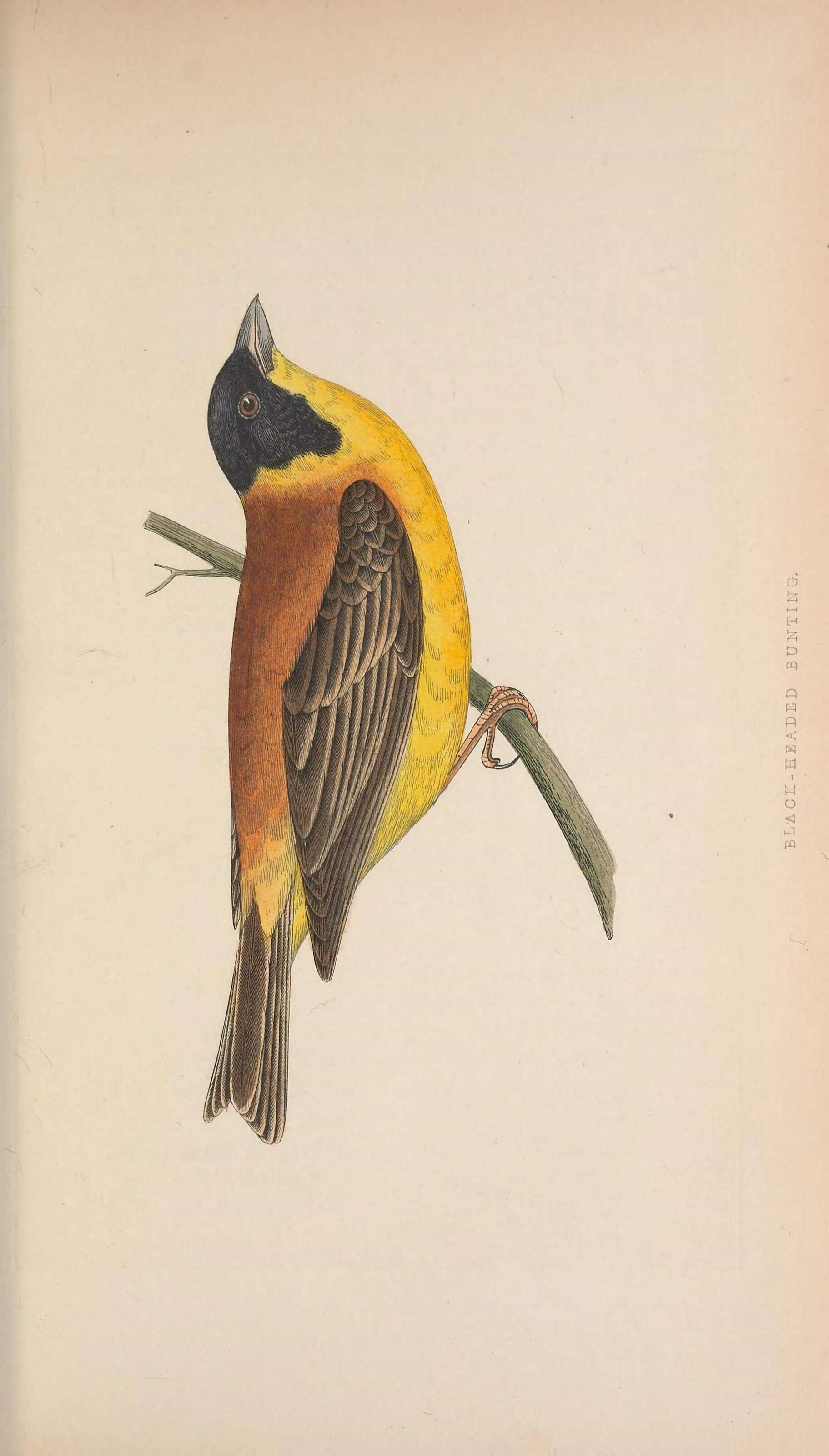 Image of Black-headed Bunting