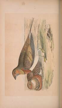 Image of Pin-tailed Sandgrouse