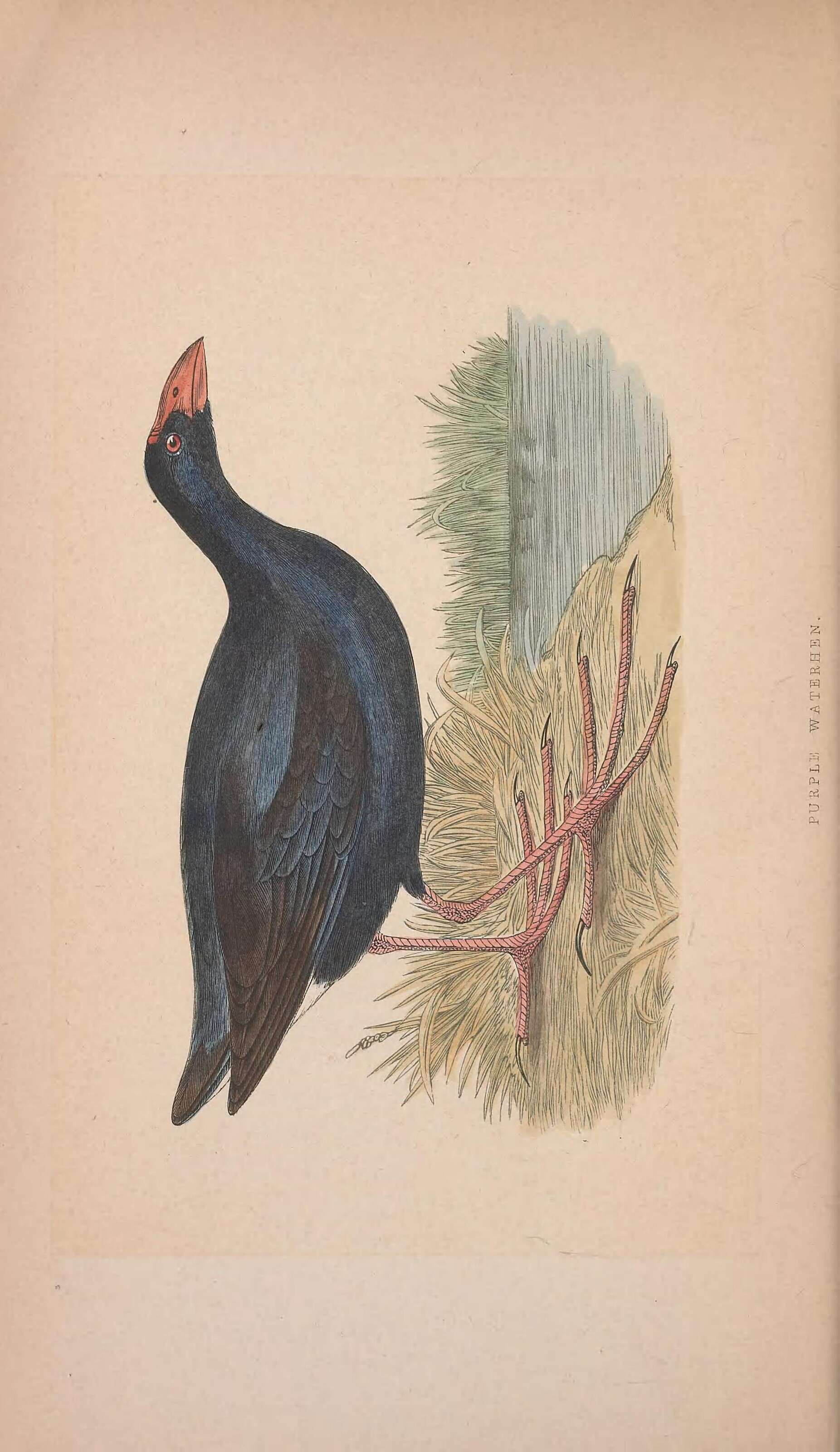 Image of Purple Swamphen