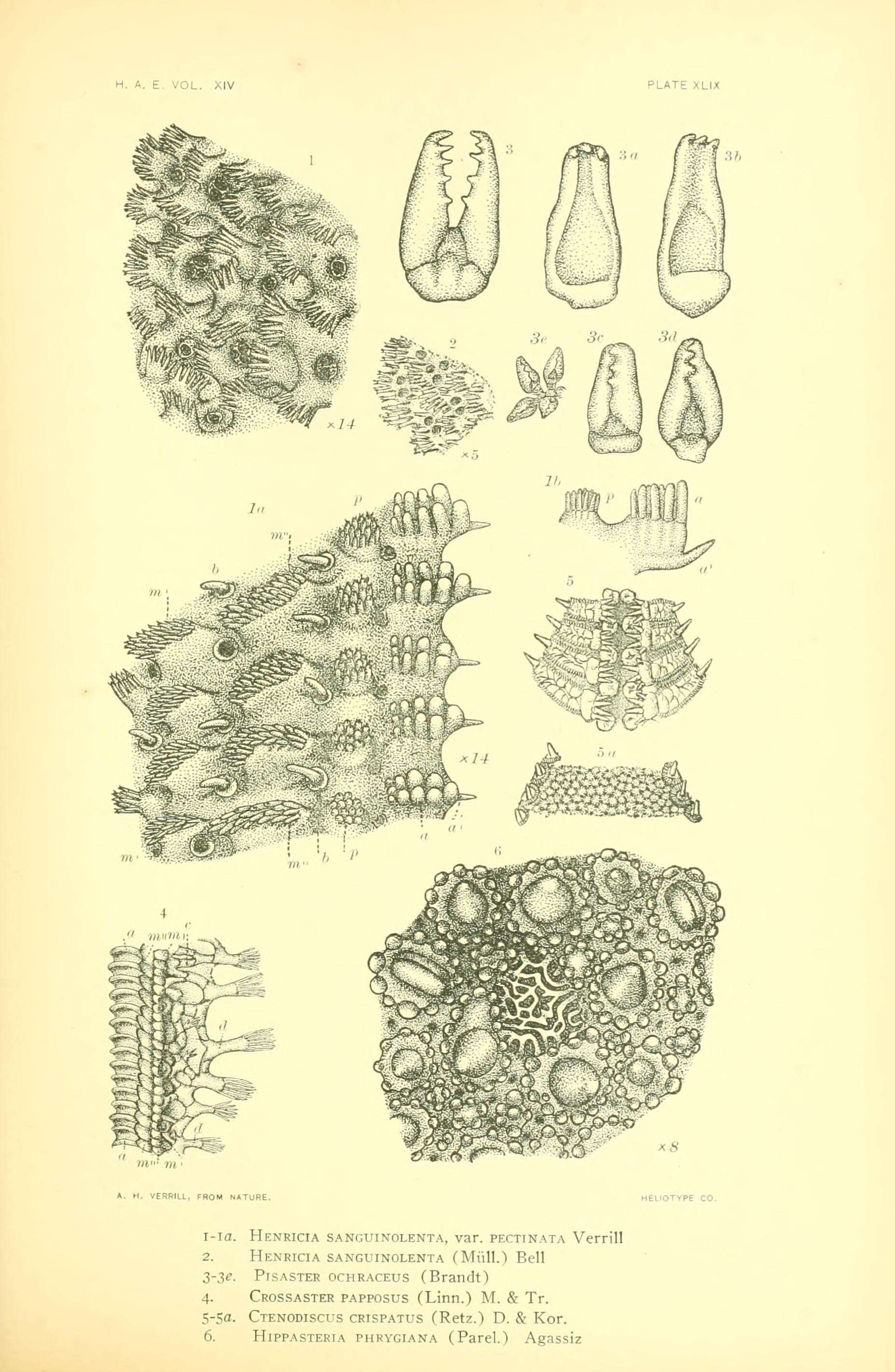 Hippasteria phrygiana (Parelius 1768) resmi