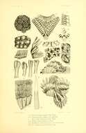 Image of Henricia tumida Verrill 1909