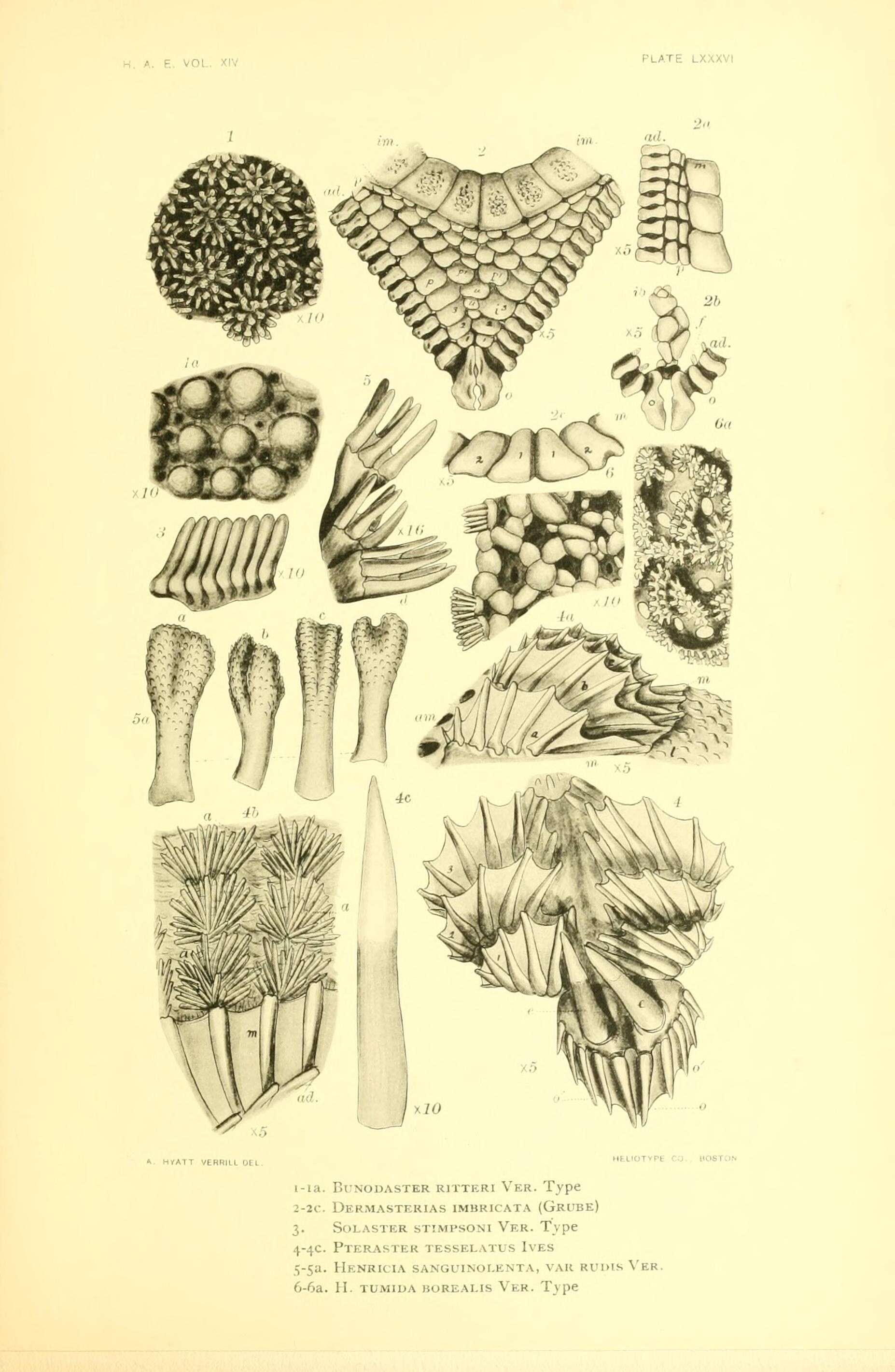 Image de Henricia tumida Verrill 1909