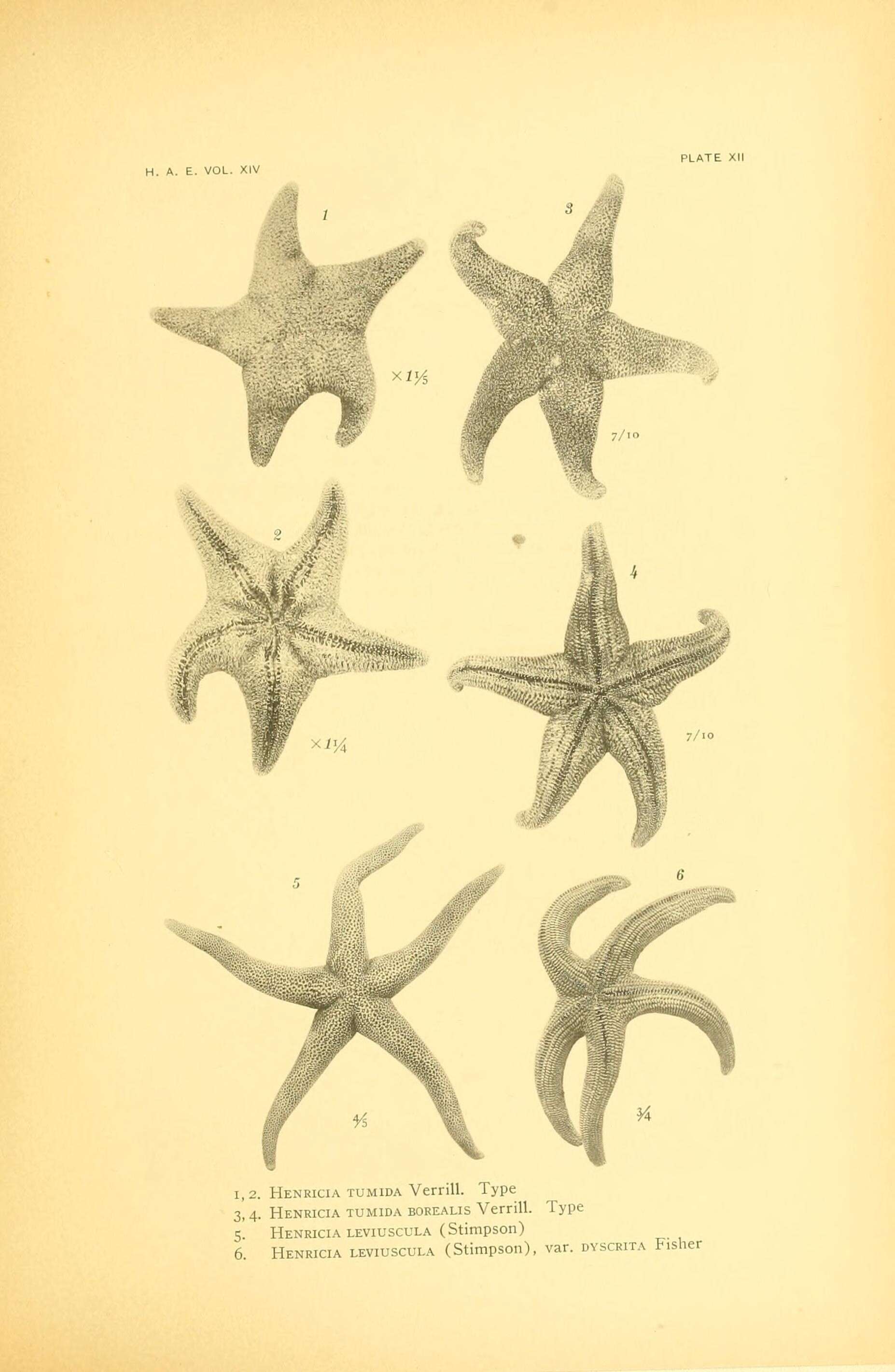 Image de Henricia tumida Verrill 1909