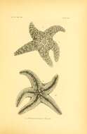 Image de Pisaster ochraceus (Brandt 1835)