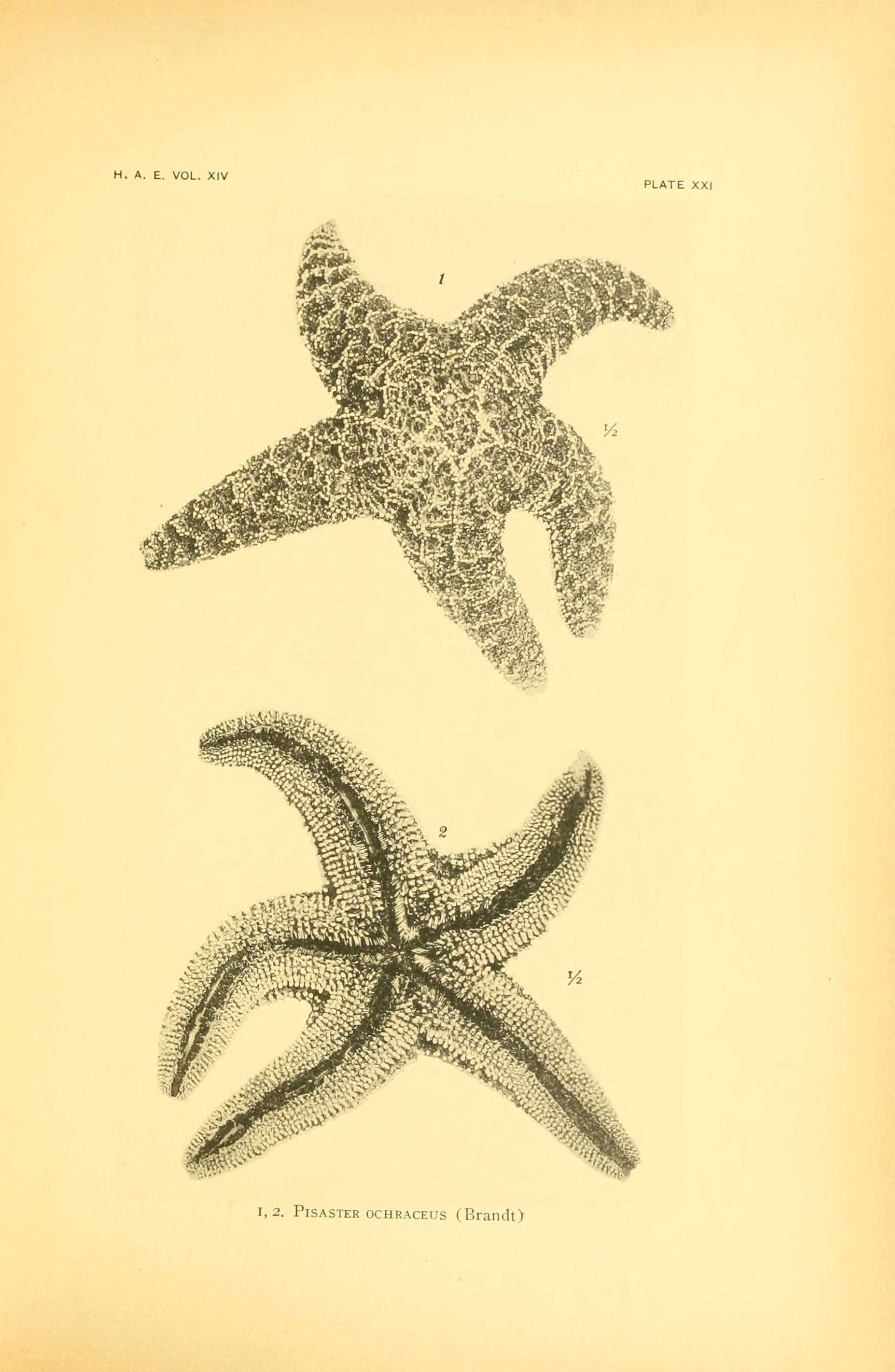 Imagem de Pisaster ochraceus (Brandt 1835)