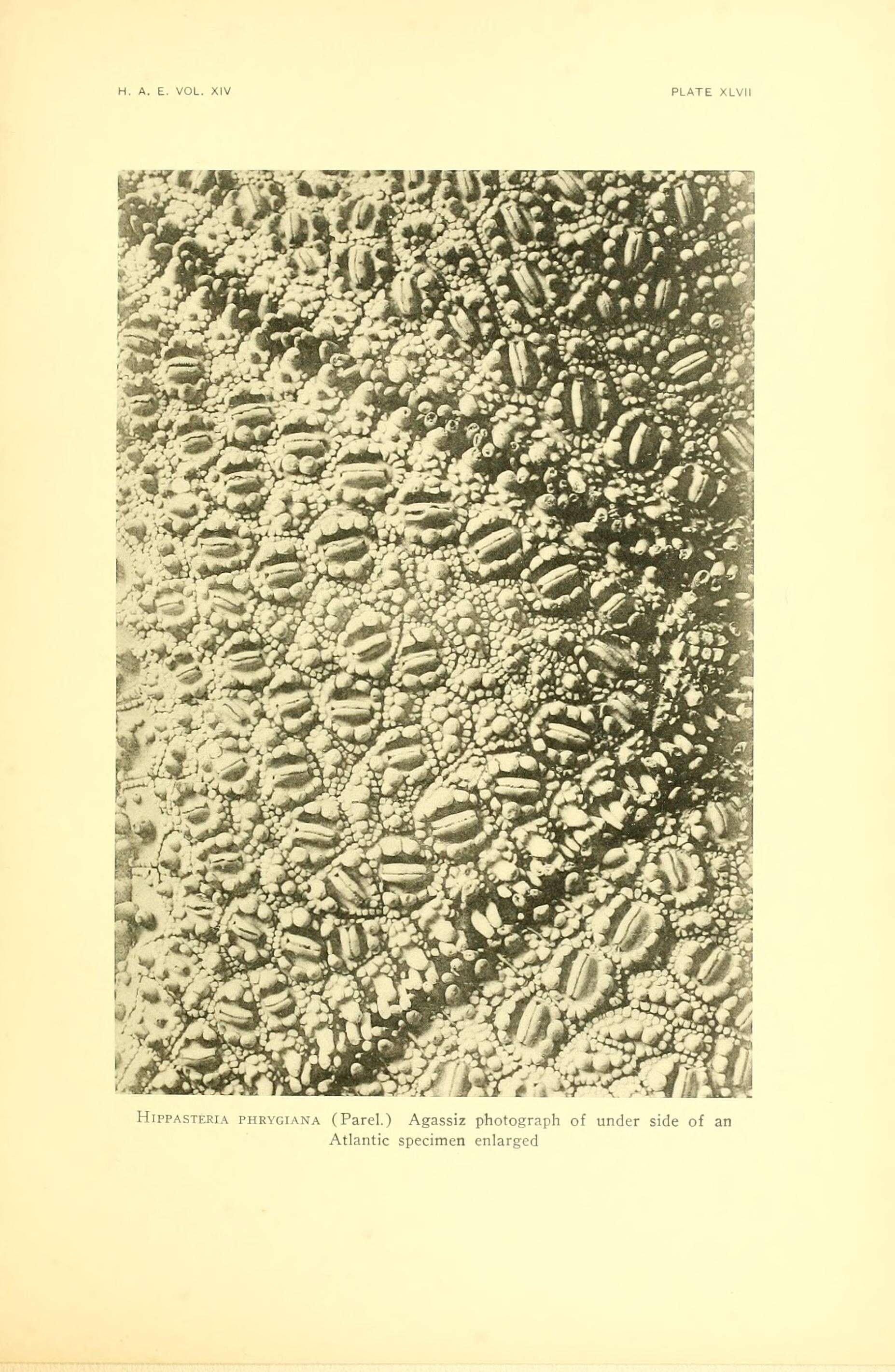 Hippasteria phrygiana (Parelius 1768) resmi