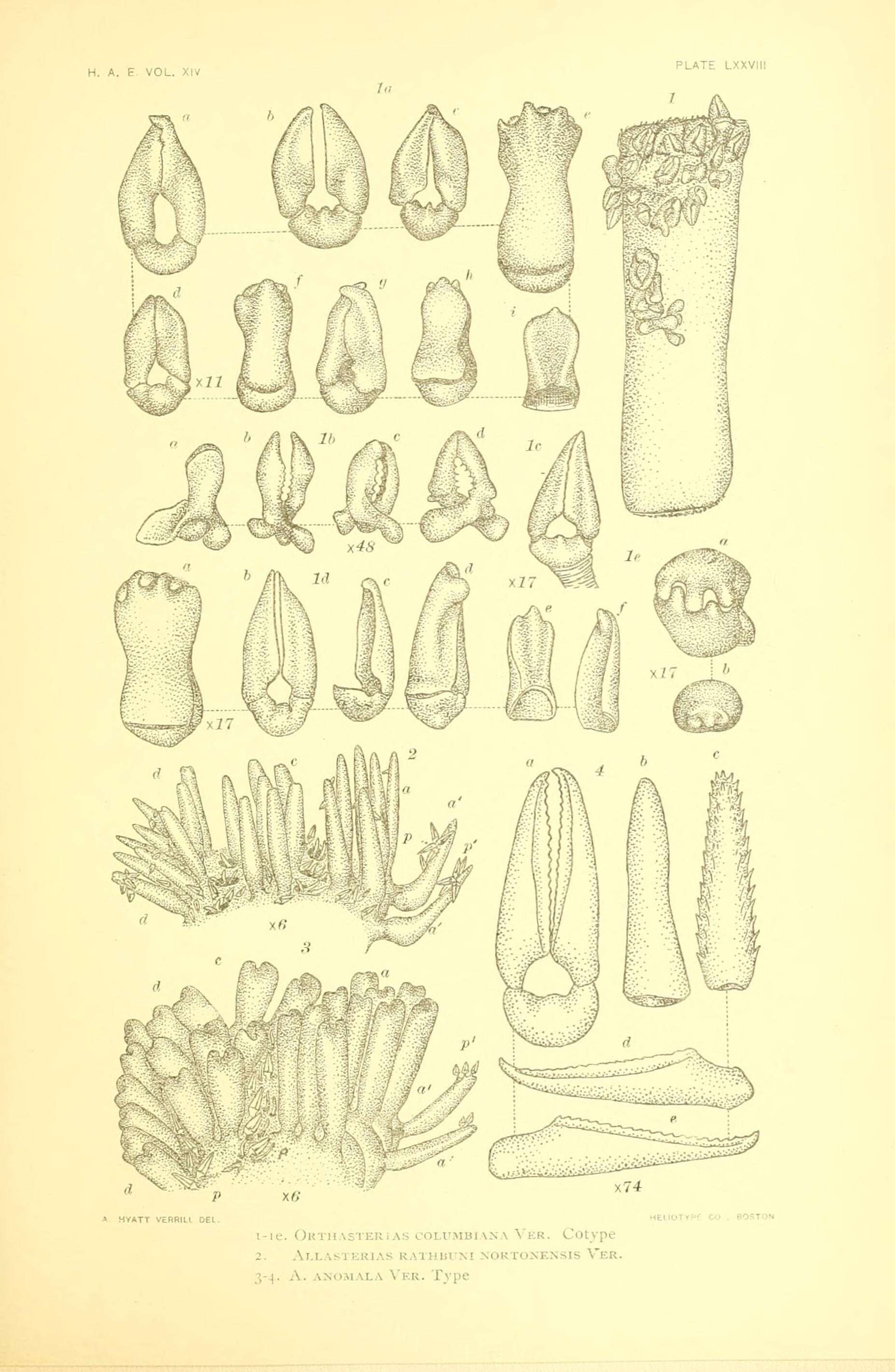 Asterias amurensis Lutken 1871 resmi
