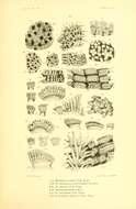 Henricia leviuscula spiculifera (H. L. Clark 1901) resmi