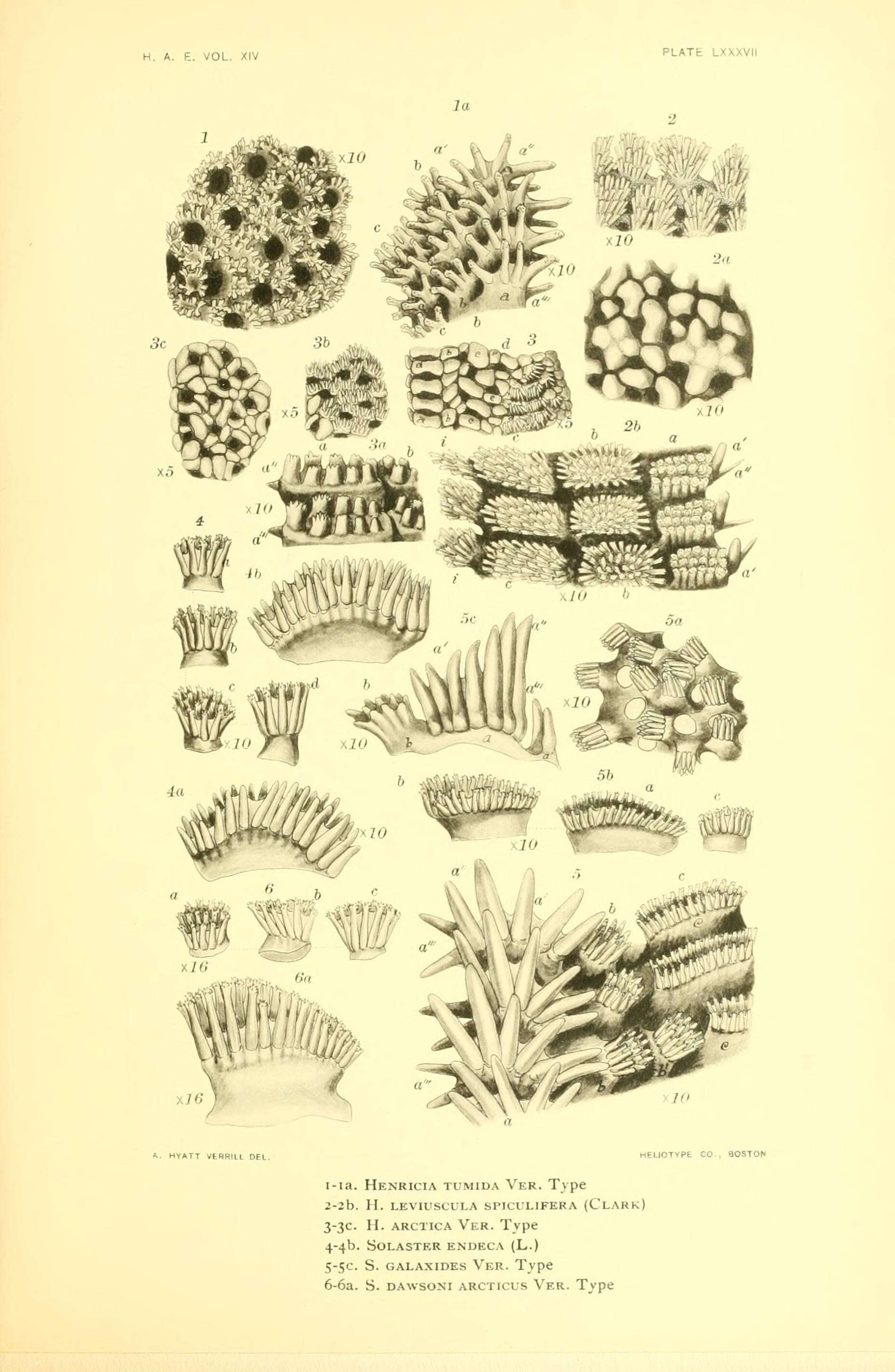 Image de Henricia leviuscula spiculifera (H. L. Clark 1901)