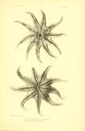 Solaster endeca (Linnaeus 1771) resmi