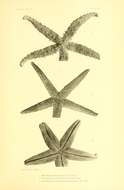 Henricia leviuscula spiculifera (H. L. Clark 1901) resmi