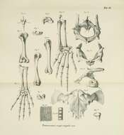 Image de Varanus griseus caspius (Eichwald 1831)