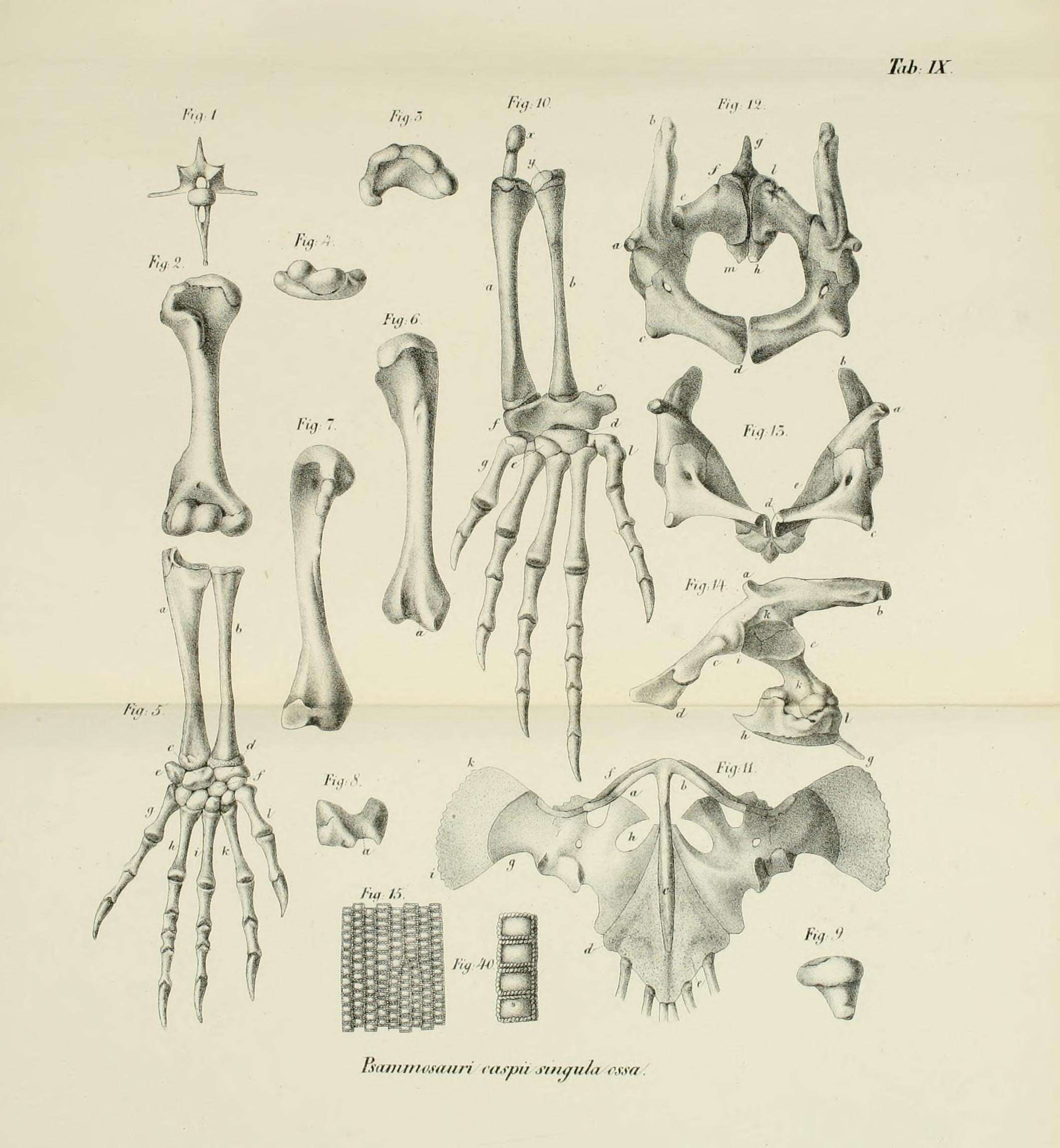 Image of Varanus griseus caspius (Eichwald 1831)