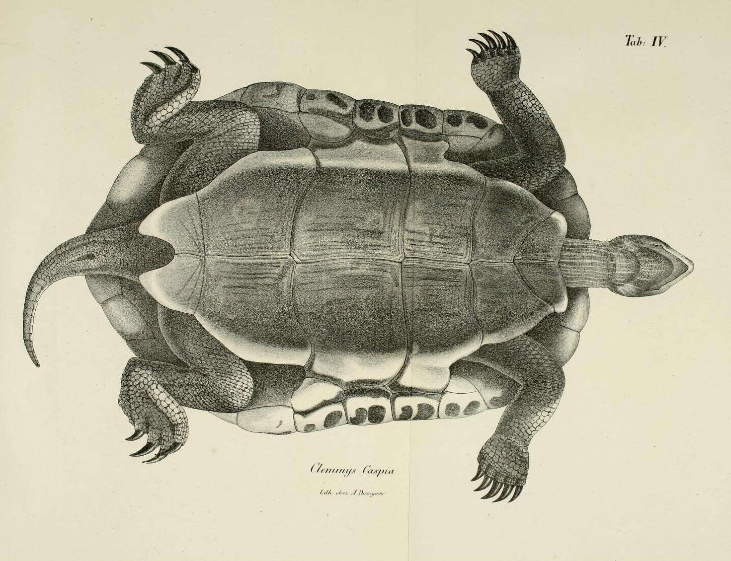 Image of Caspian turtle