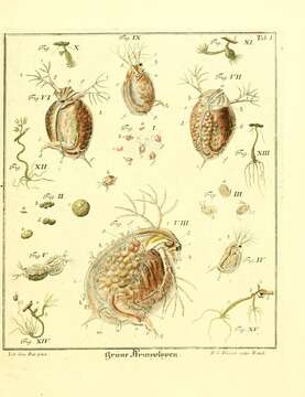 Image of Hydra viridissima Pallas 1766