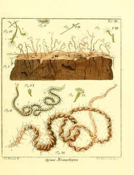 Image of Hydra viridissima Pallas 1766