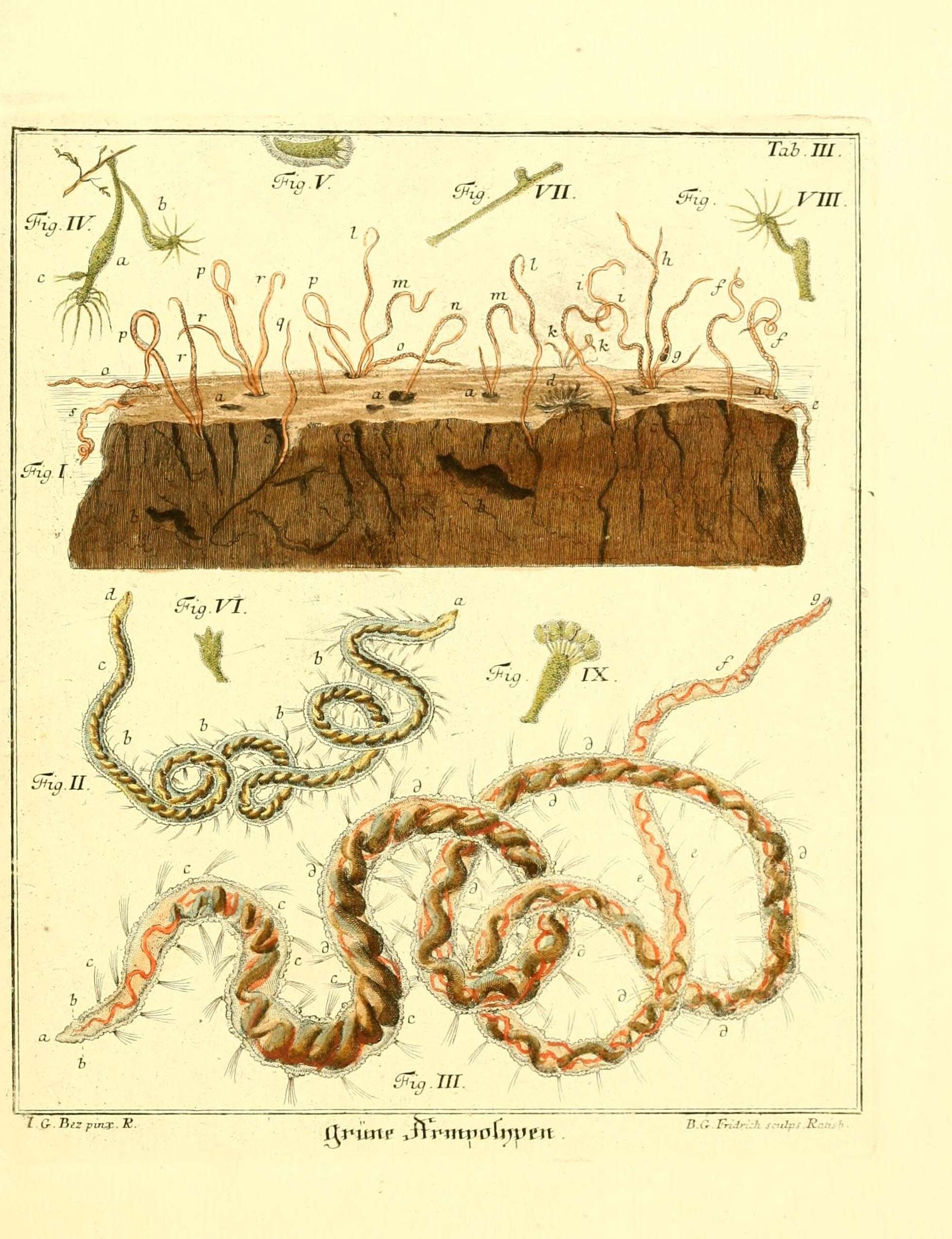 Слика од Hydra viridissima Pallas 1766