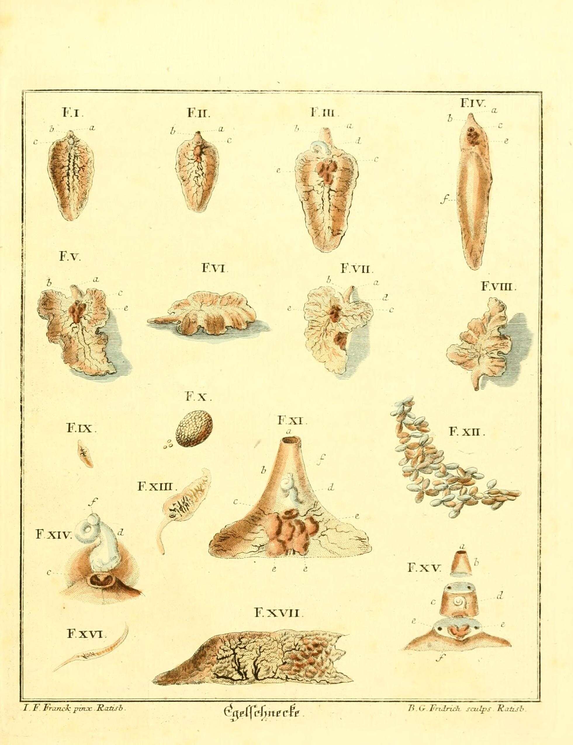 Image of Limacoidea Batsch 1789