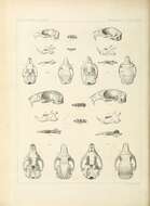 Image de Tamias subgen. Tamias Illiger 1811