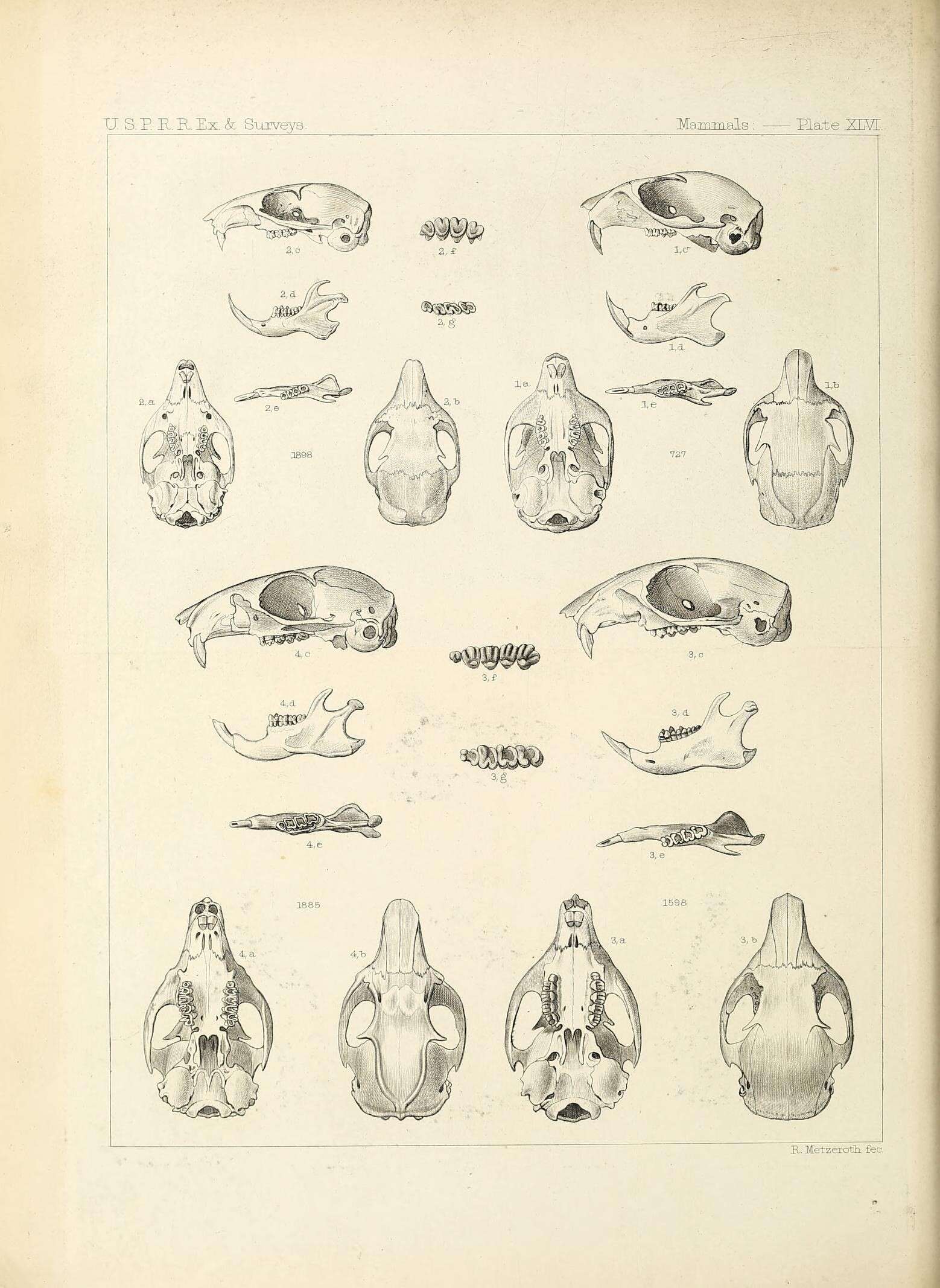 Image de Tamias subgen. Tamias Illiger 1811