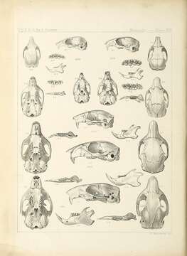 Image of Sciurus subgen. Sciurus Linnaeus 1758