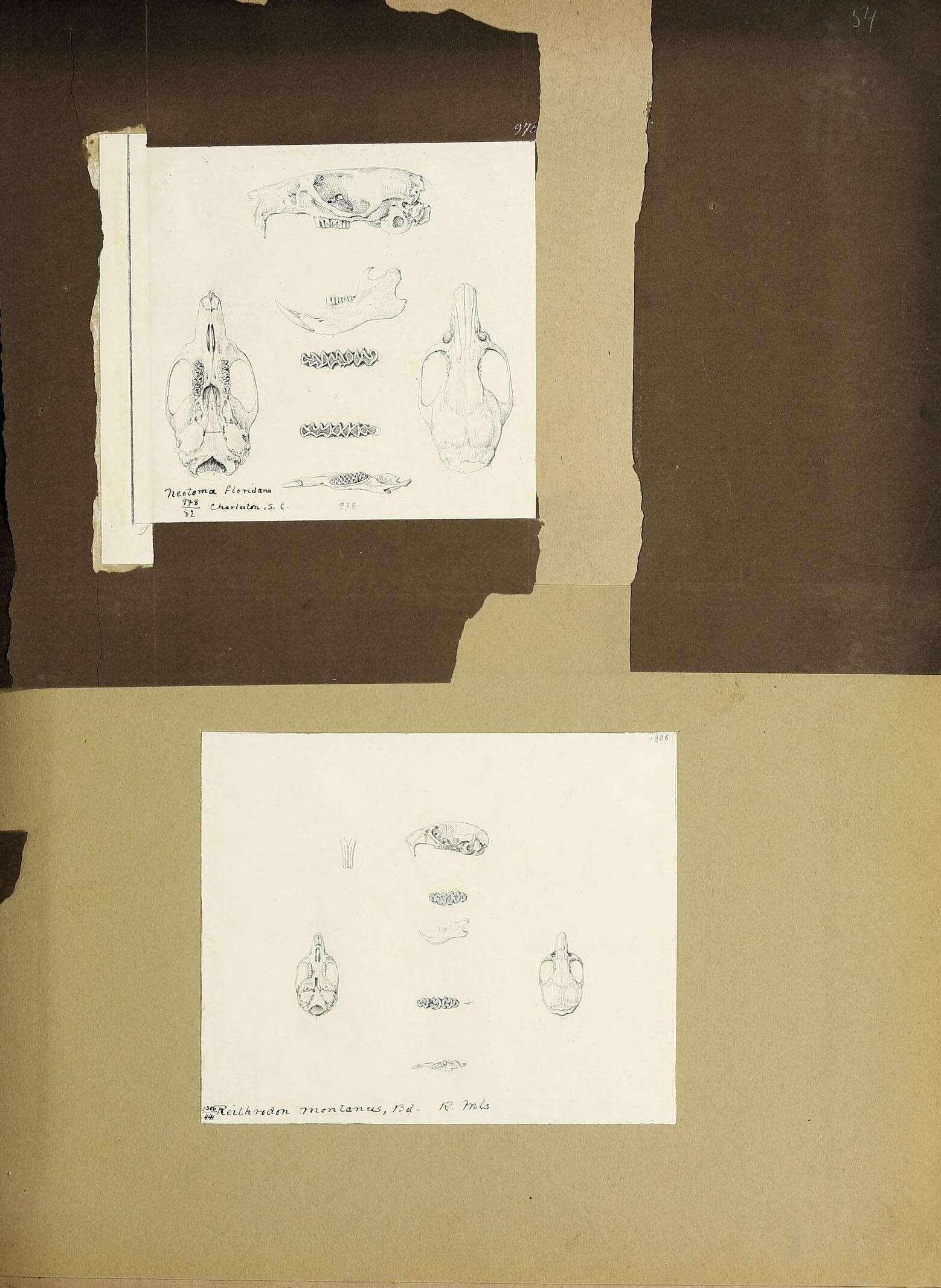 Image de Neotoma floridana (Ord 1818)