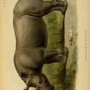 Image of Rhinoceros simus