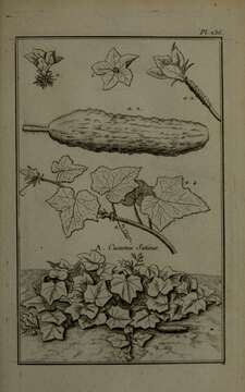 Image of garden cucumber