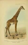 Image de Girafe de Rhodésie