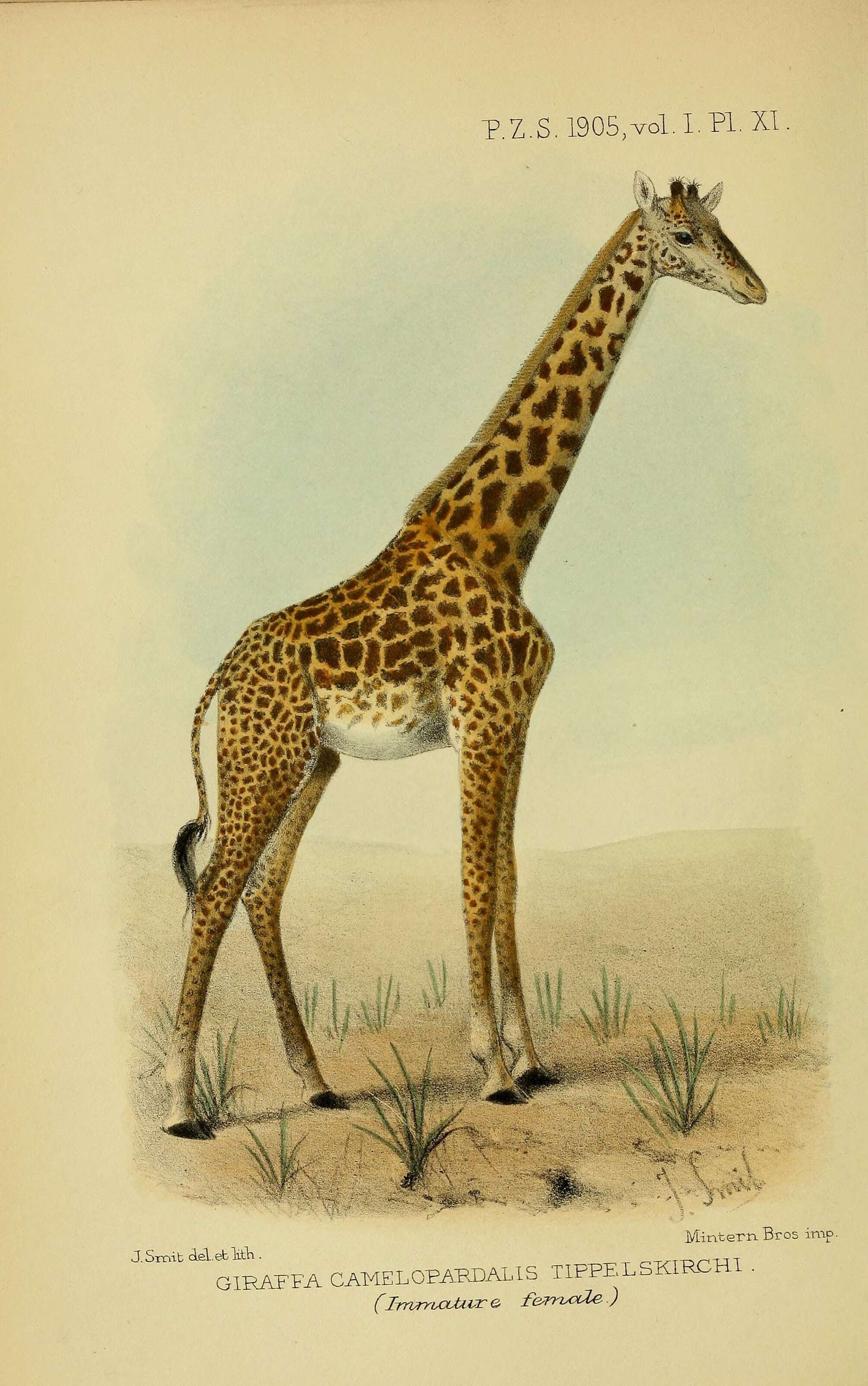 Image of Rhodesian giraffe